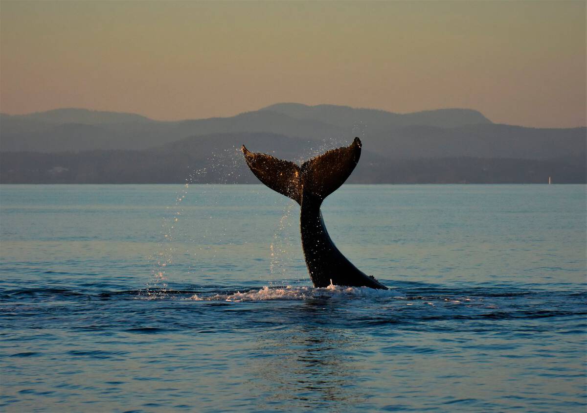 Prince of Whales whale watching tours