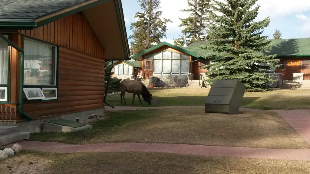 Elk at Jasper Park Lodge